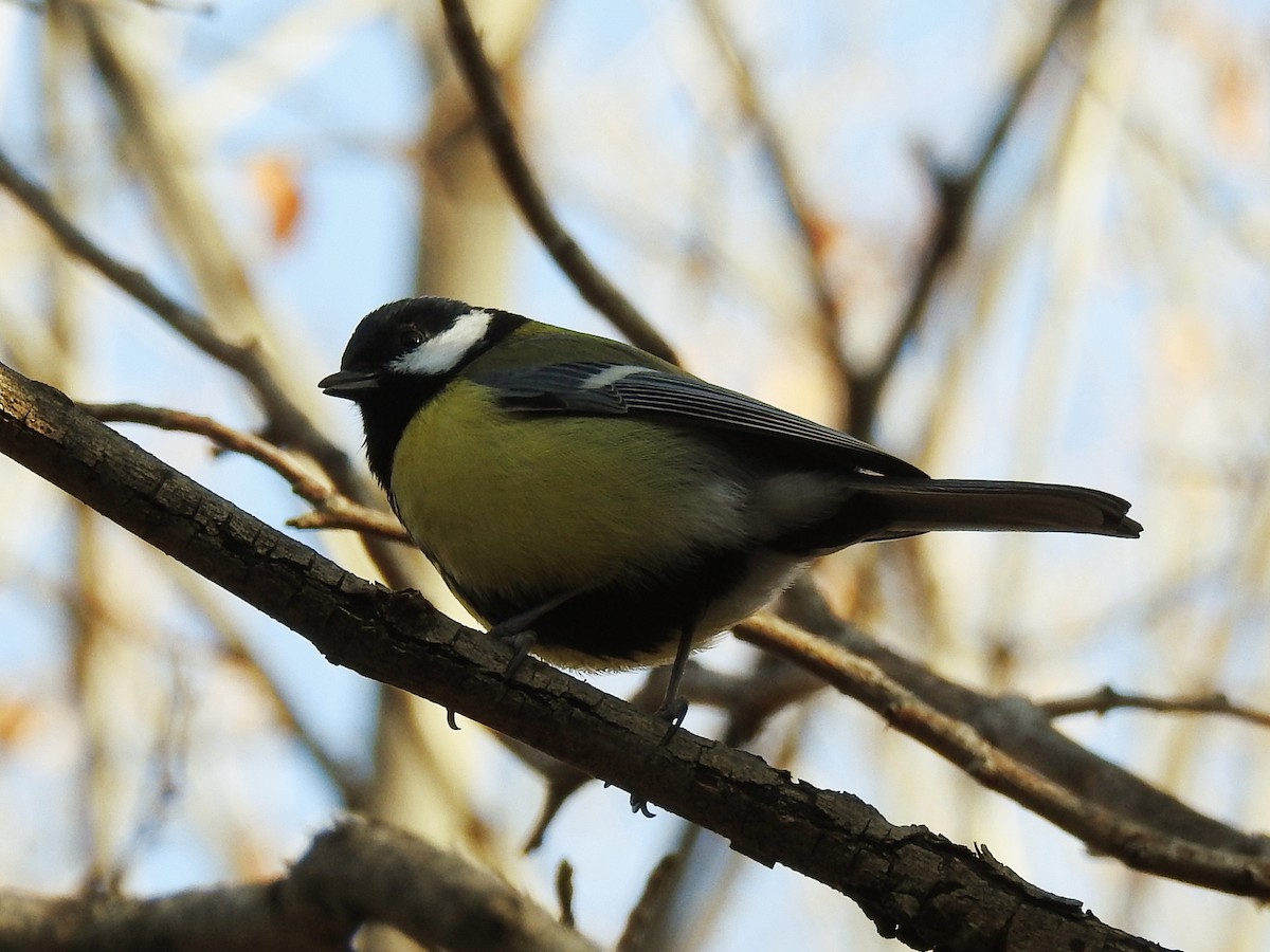 Great Tit - ML646345064