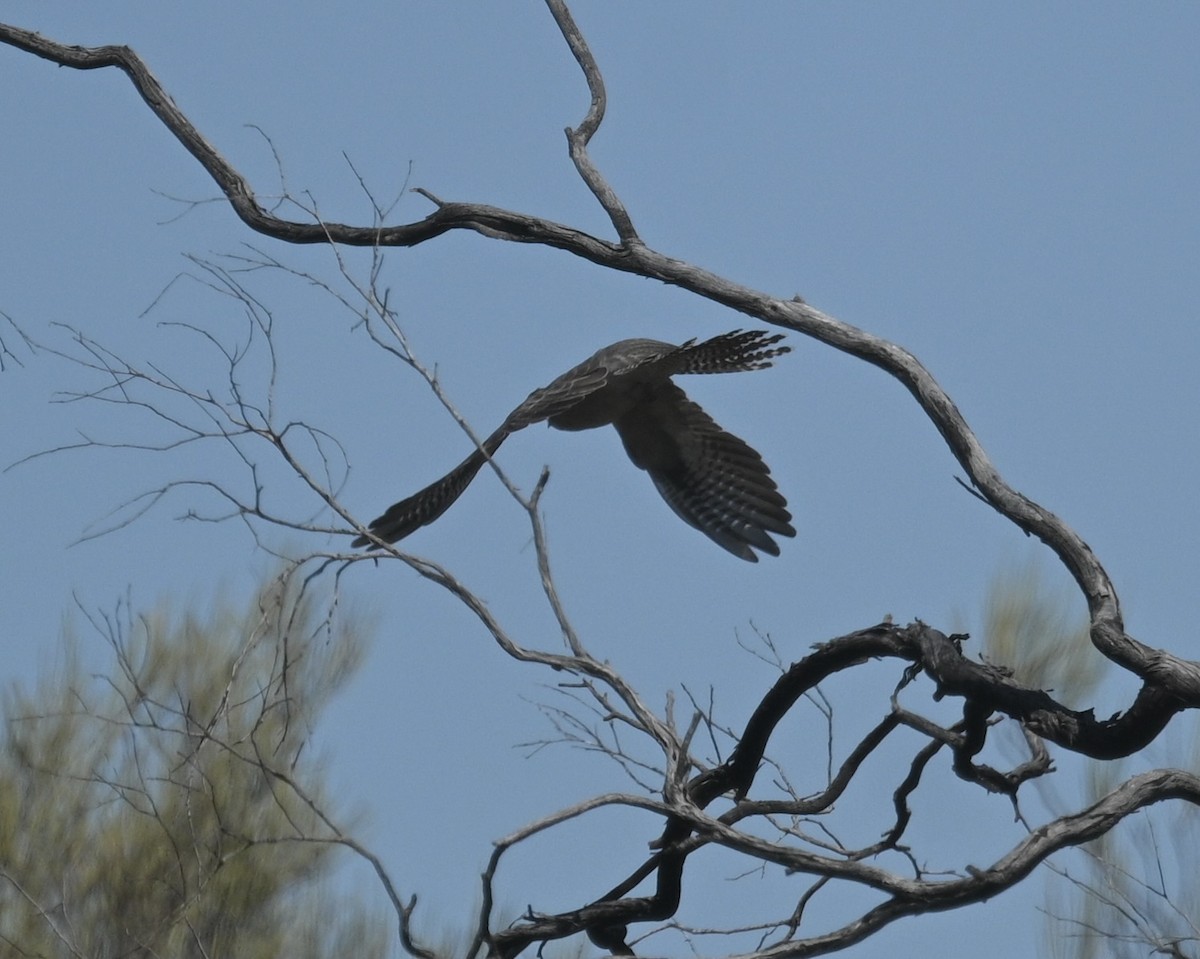 Pallid Cuckoo - ML646345065