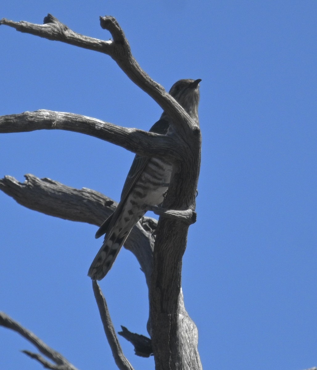 Pallid Cuckoo - ML646345066