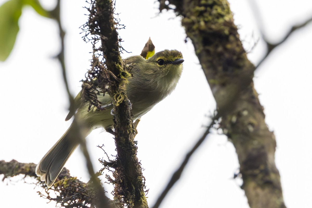 Peruvian Tyrannulet - ML646345067