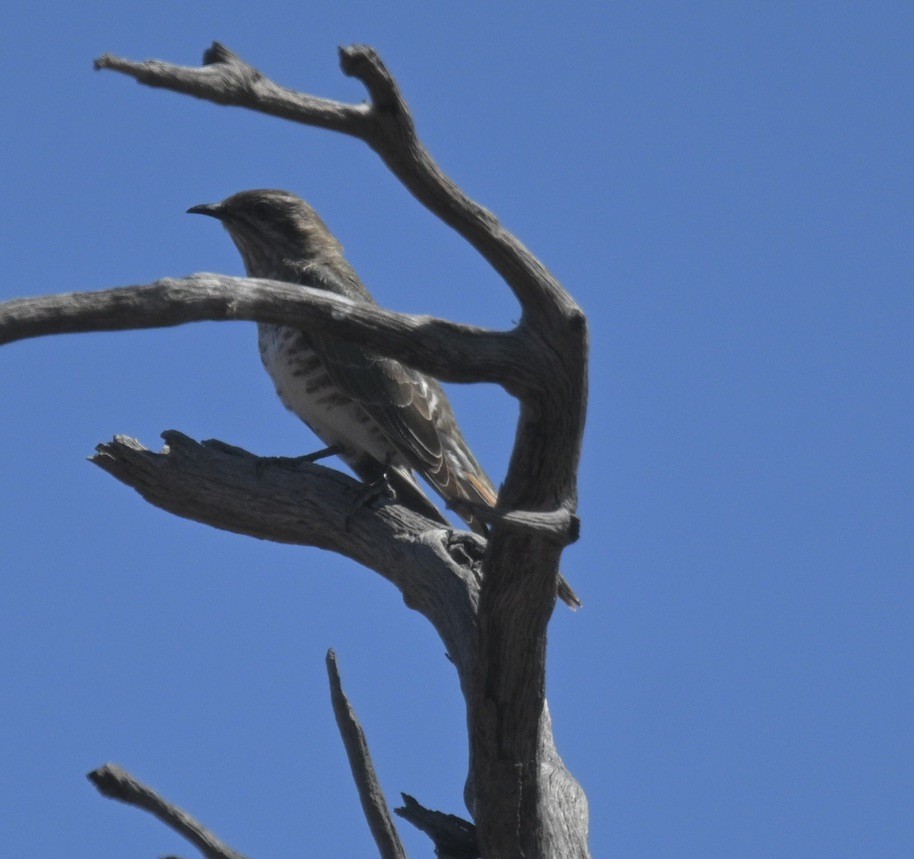 Pallid Cuckoo - ML646345068