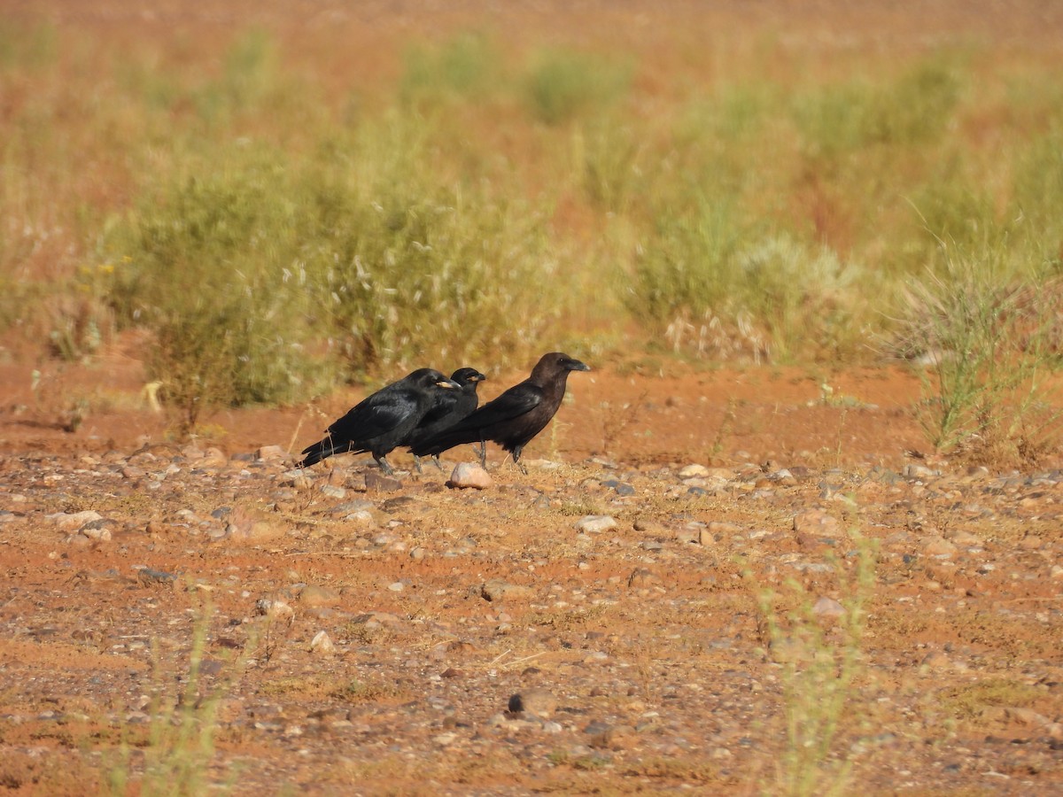 Brown-necked Raven - ML646345069