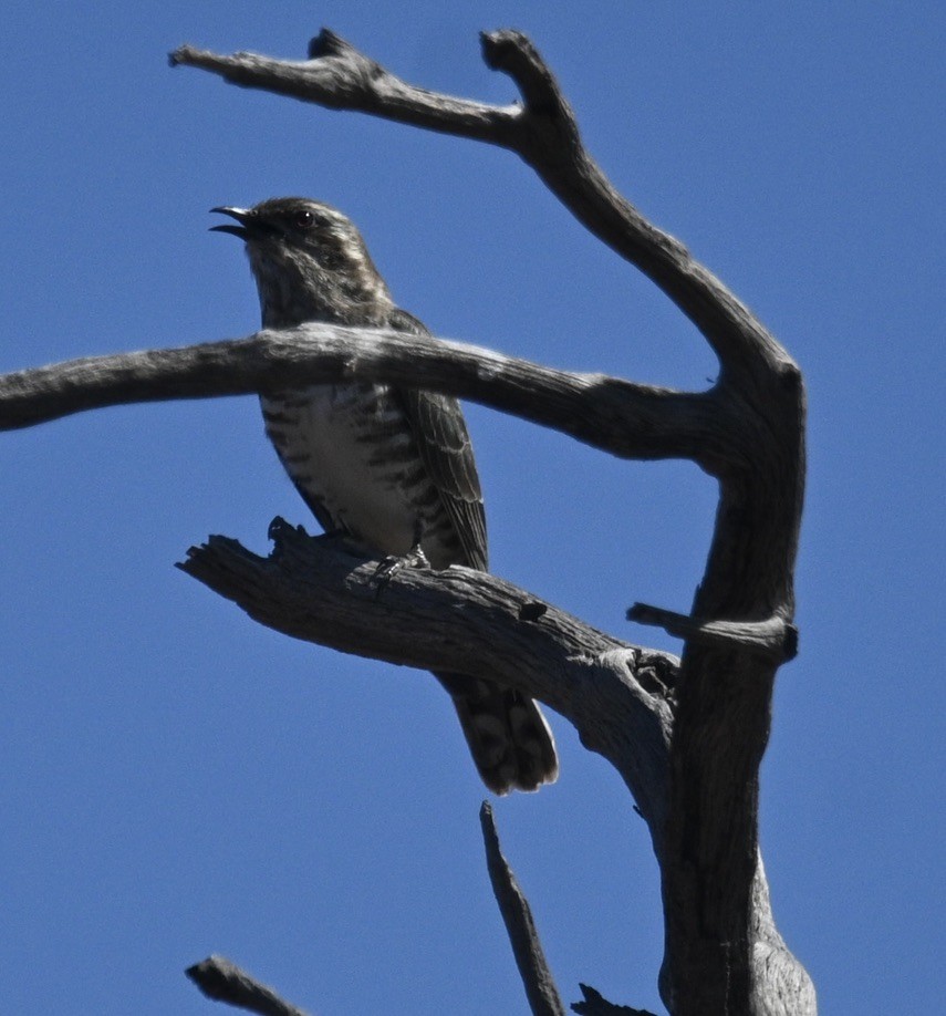 Pallid Cuckoo - ML646345070