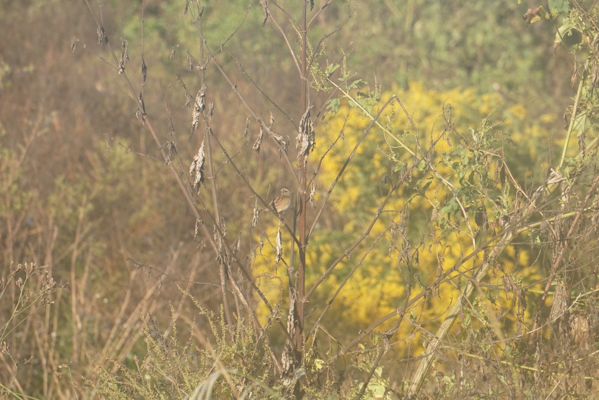 Swamp Sparrow - ML646345074