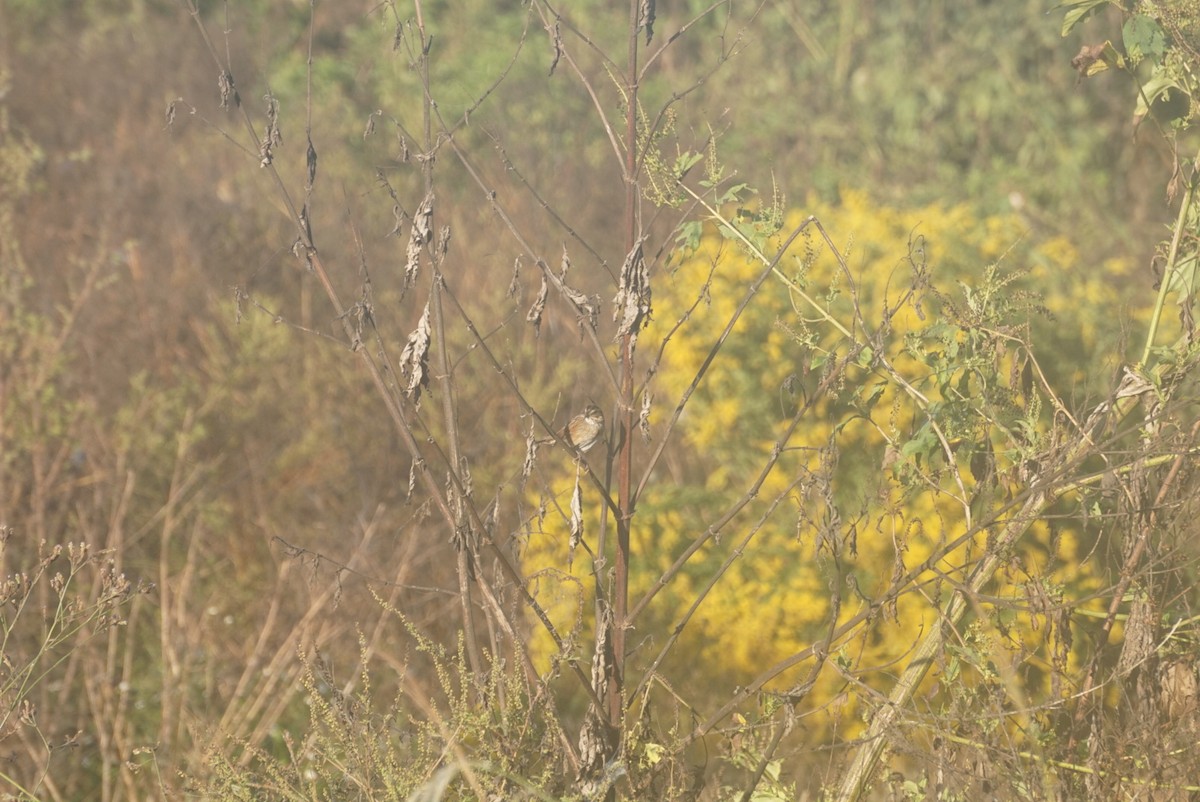 Swamp Sparrow - ML646345075