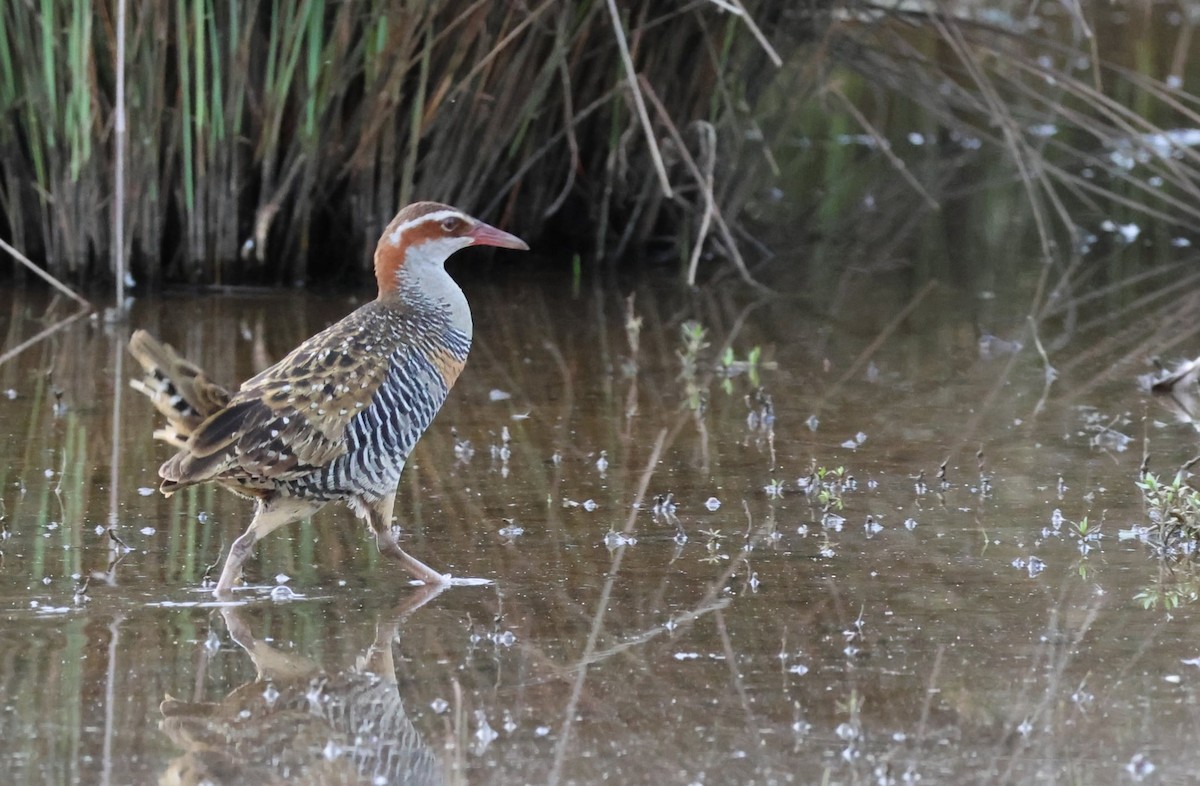 båndrikse - ML646345076