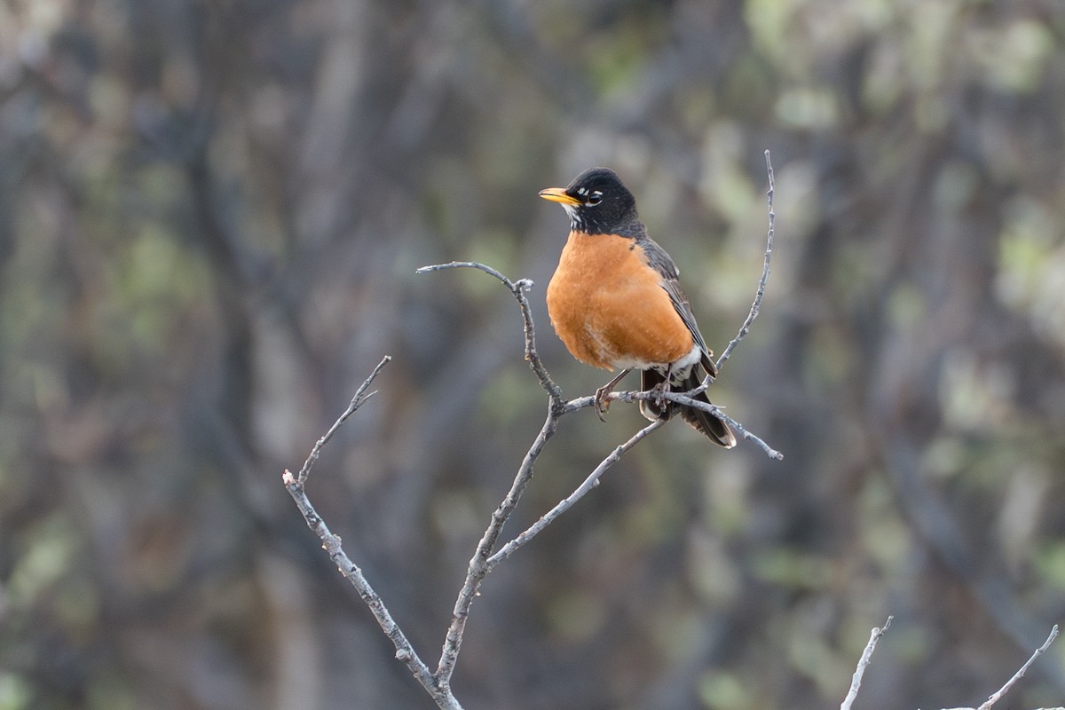 American Robin - ML646345079