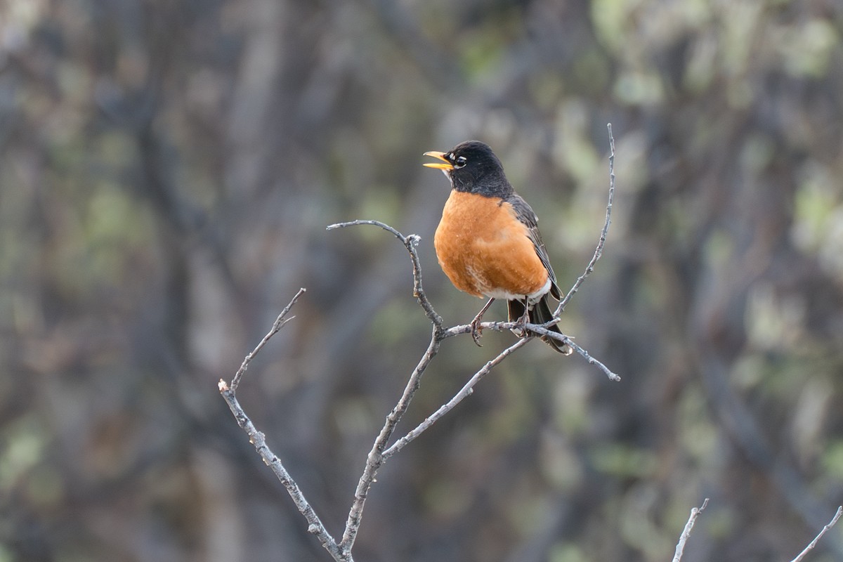 American Robin - ML646345080