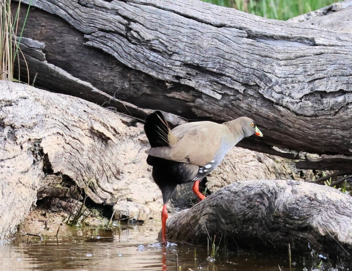 vandresivhøne - ML646345081