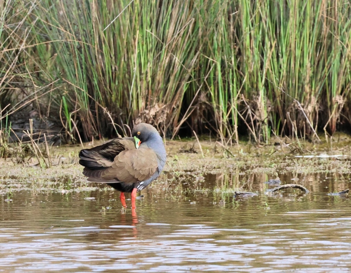 vandresivhøne - ML646345085