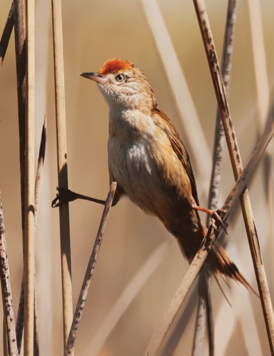 Bay-capped Wren-Spinetail - ML646345089