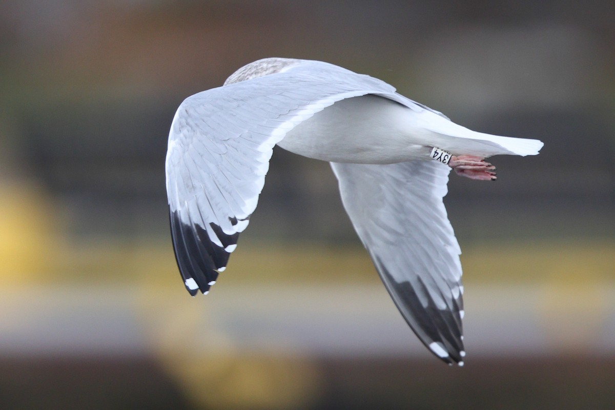 American Herring Gull - ML646345090