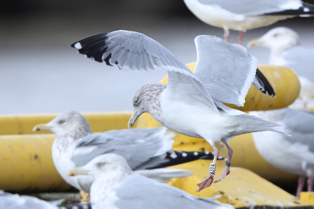 American Herring Gull - ML646345091