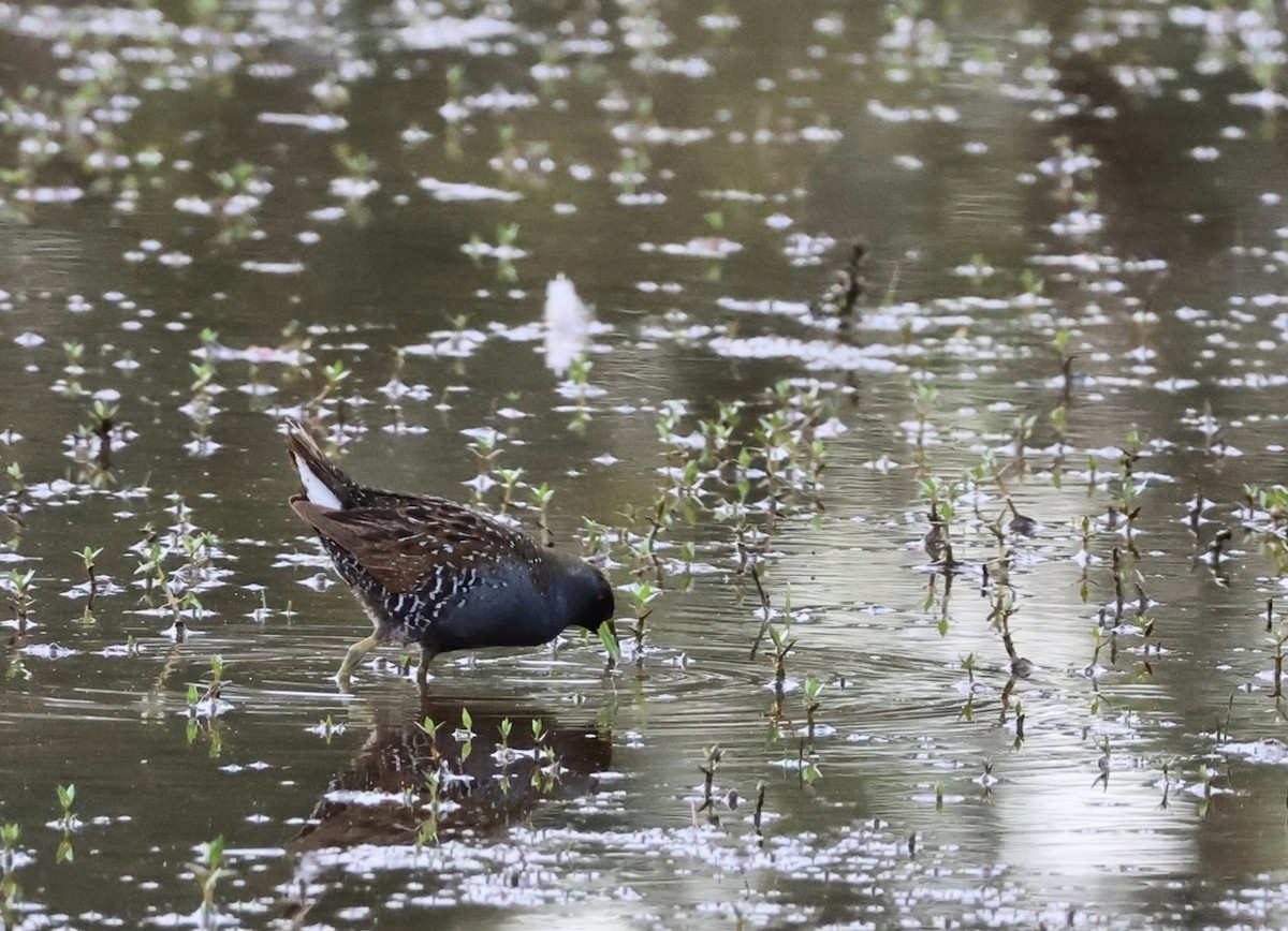 sivrikse - ML646345092