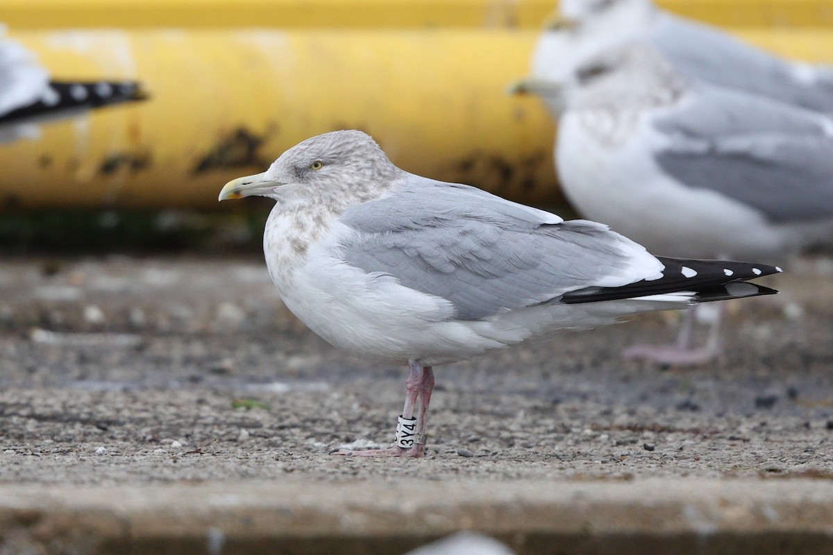 American Herring Gull - ML646345093