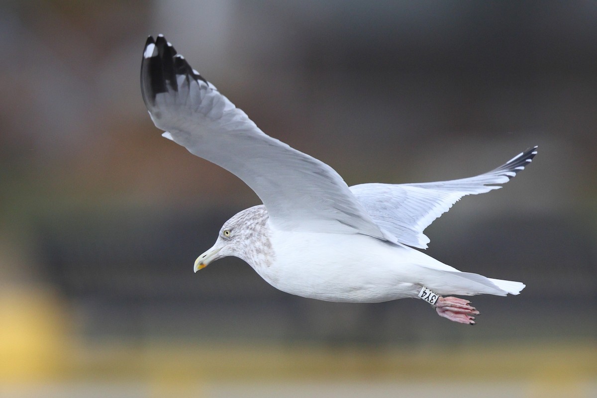American Herring Gull - ML646345094