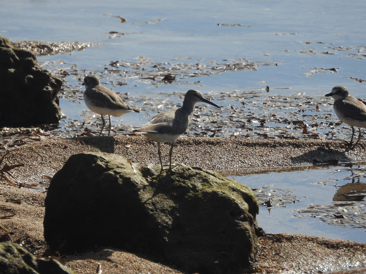 Коловодник попелястий - ML646345095