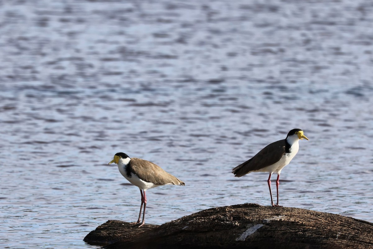 Masked Lapwing - ML646345098