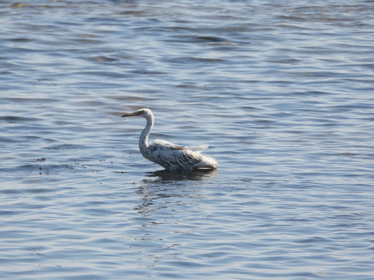 クロサギ - ML646345104