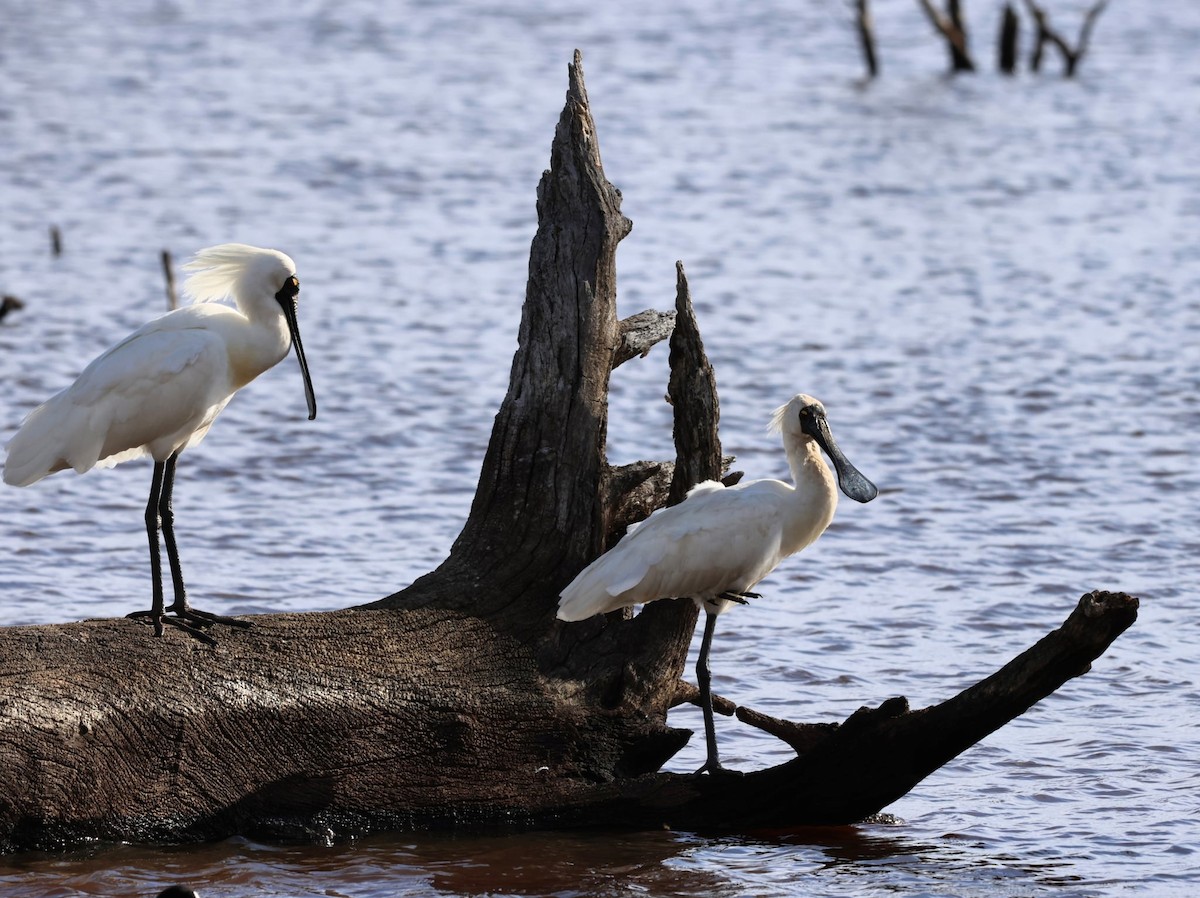 kongeskjestork - ML646345122