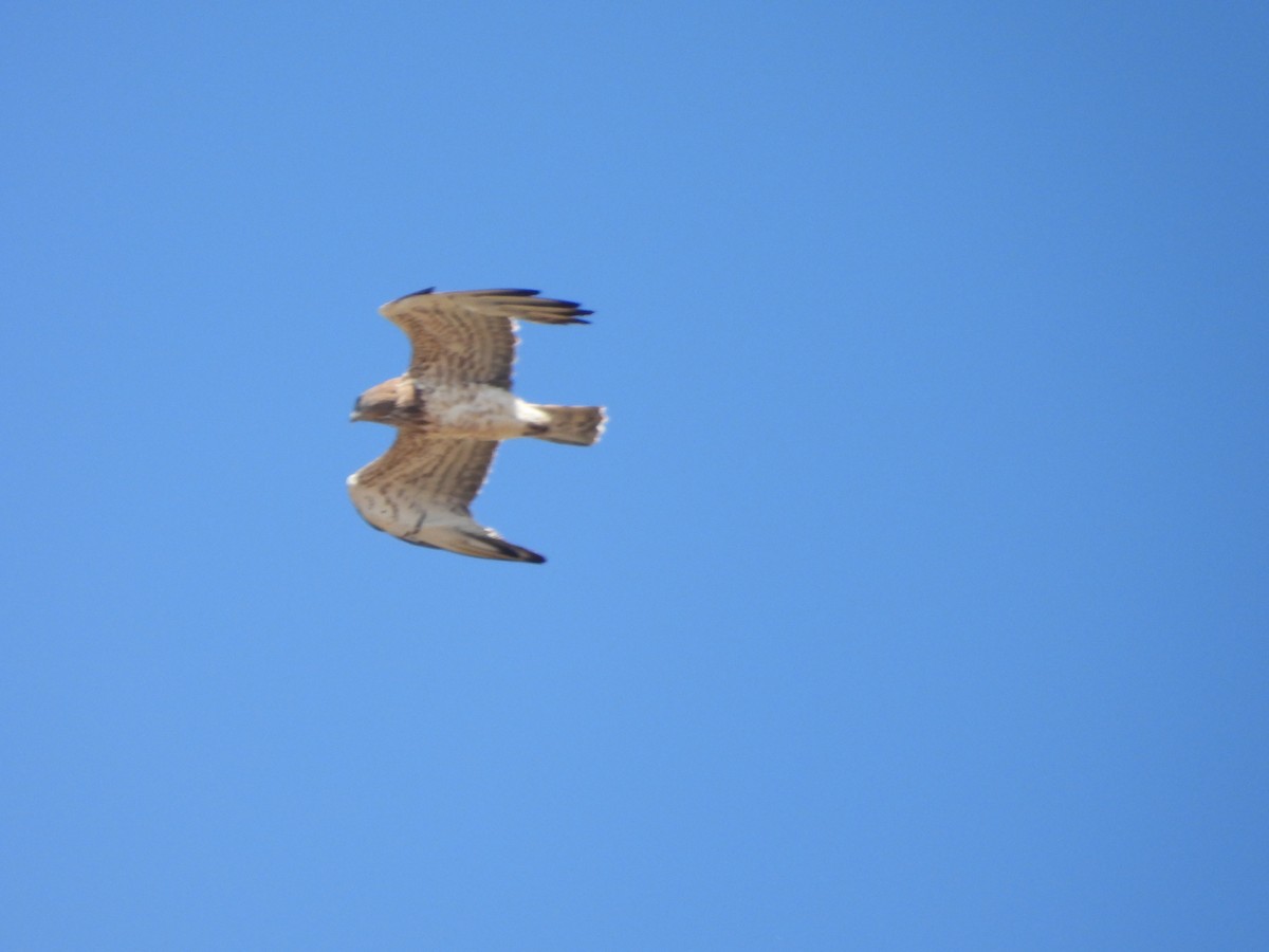 Sugezale eurasiarra - ML646345124