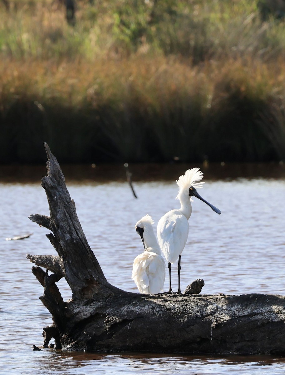 kongeskjestork - ML646345127