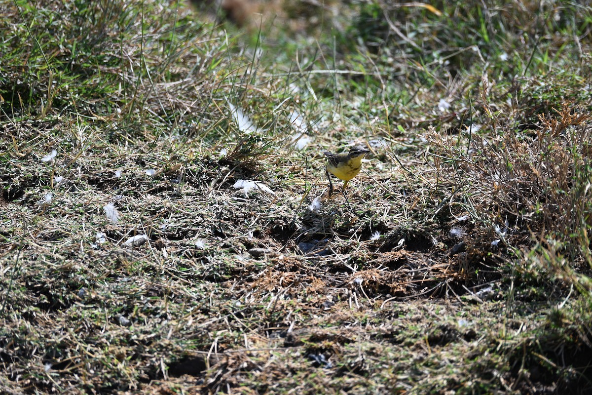 西方黃鶺鴒 - ML646345128