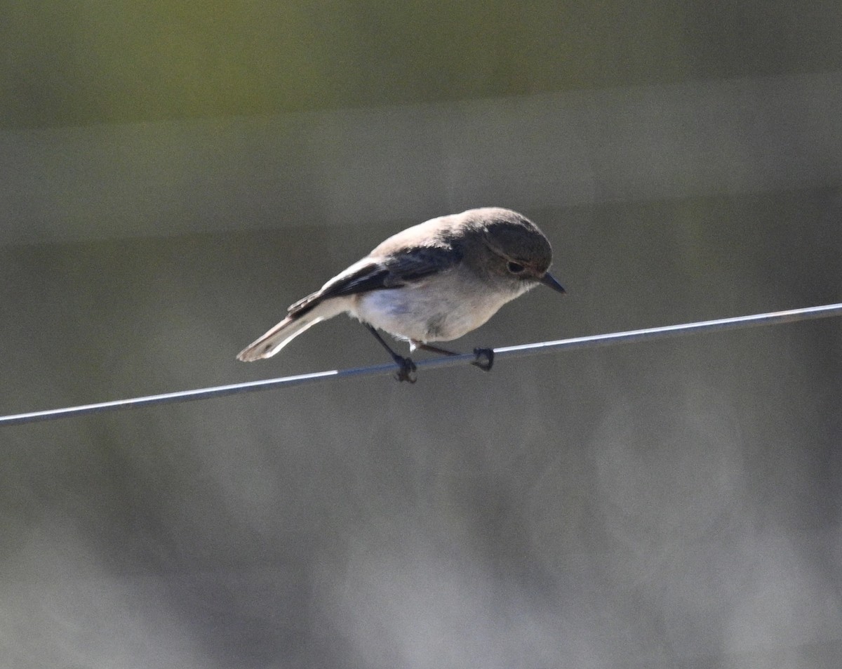 Red-capped Robin - ML646345130