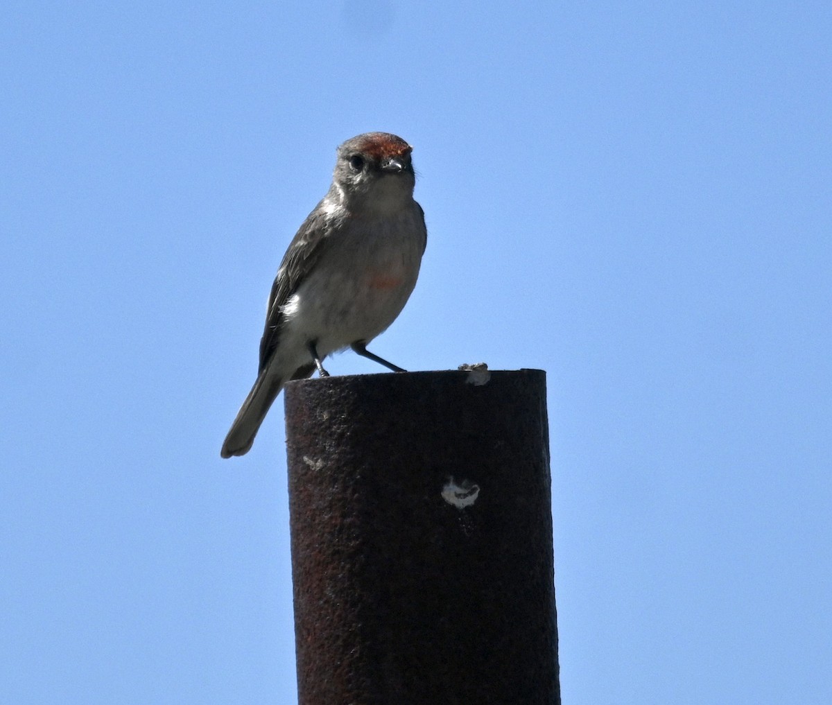 Red-capped Robin - ML646345135