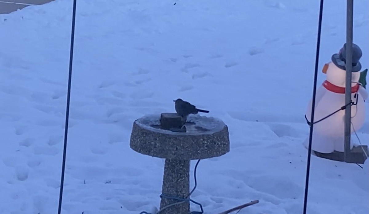 Gray Catbird - ML646345136