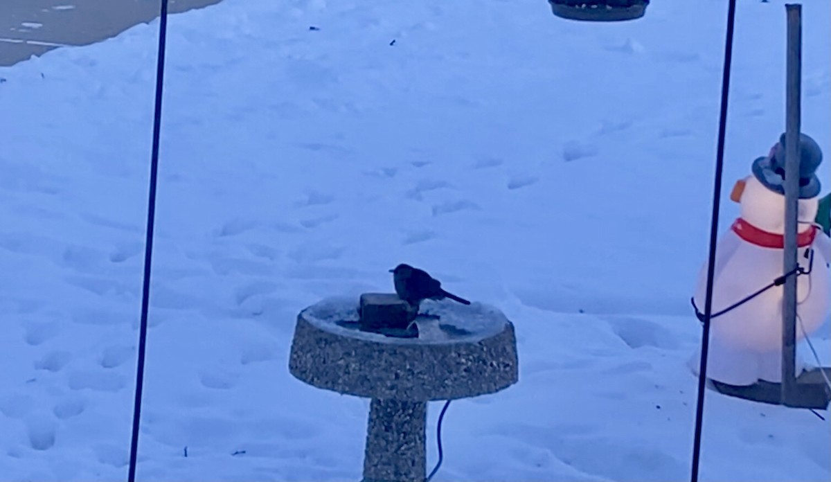 Gray Catbird - ML646345137