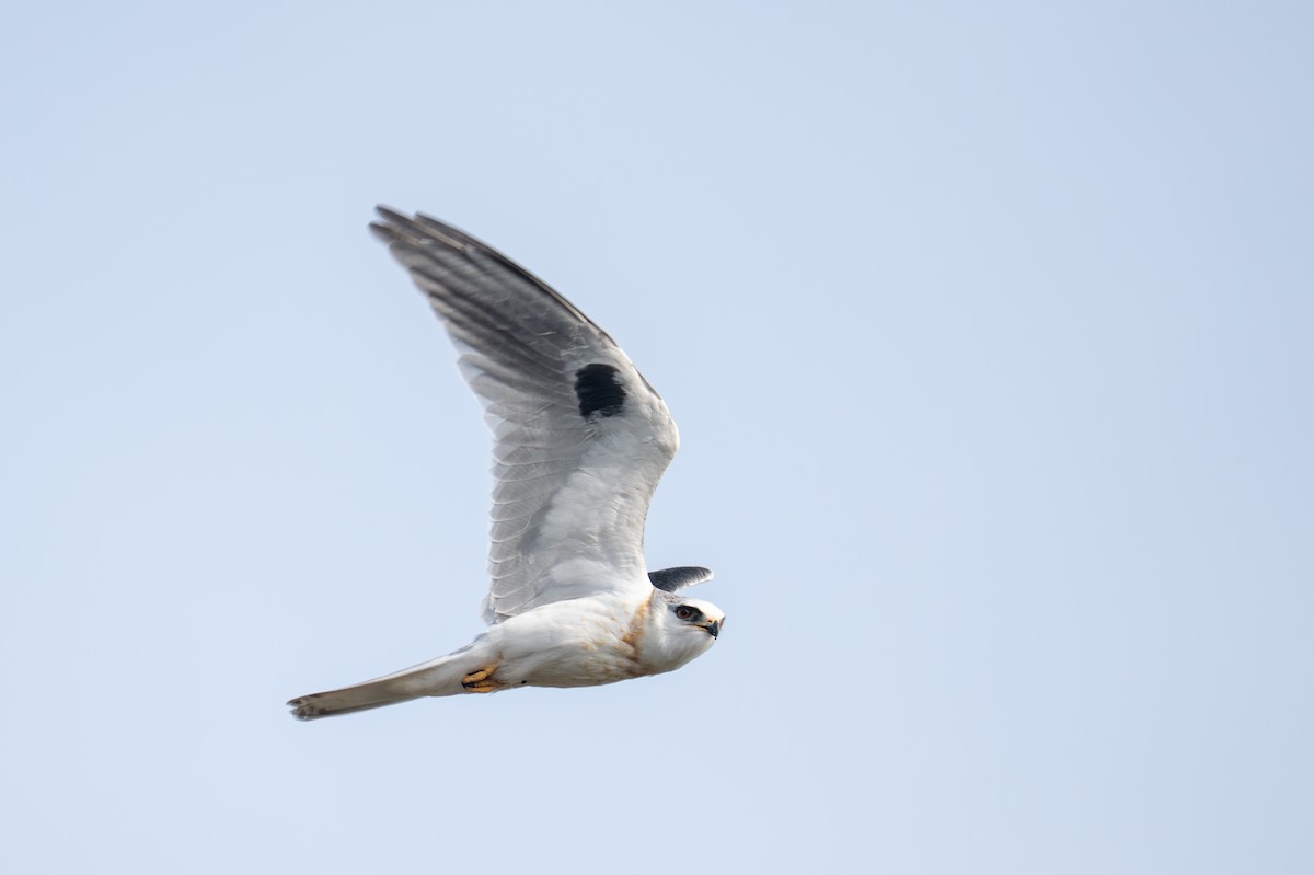 White-tailed Kite - ML646345138