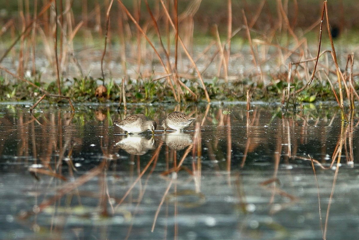 Limnodromo pettorossiccio - ML646345142