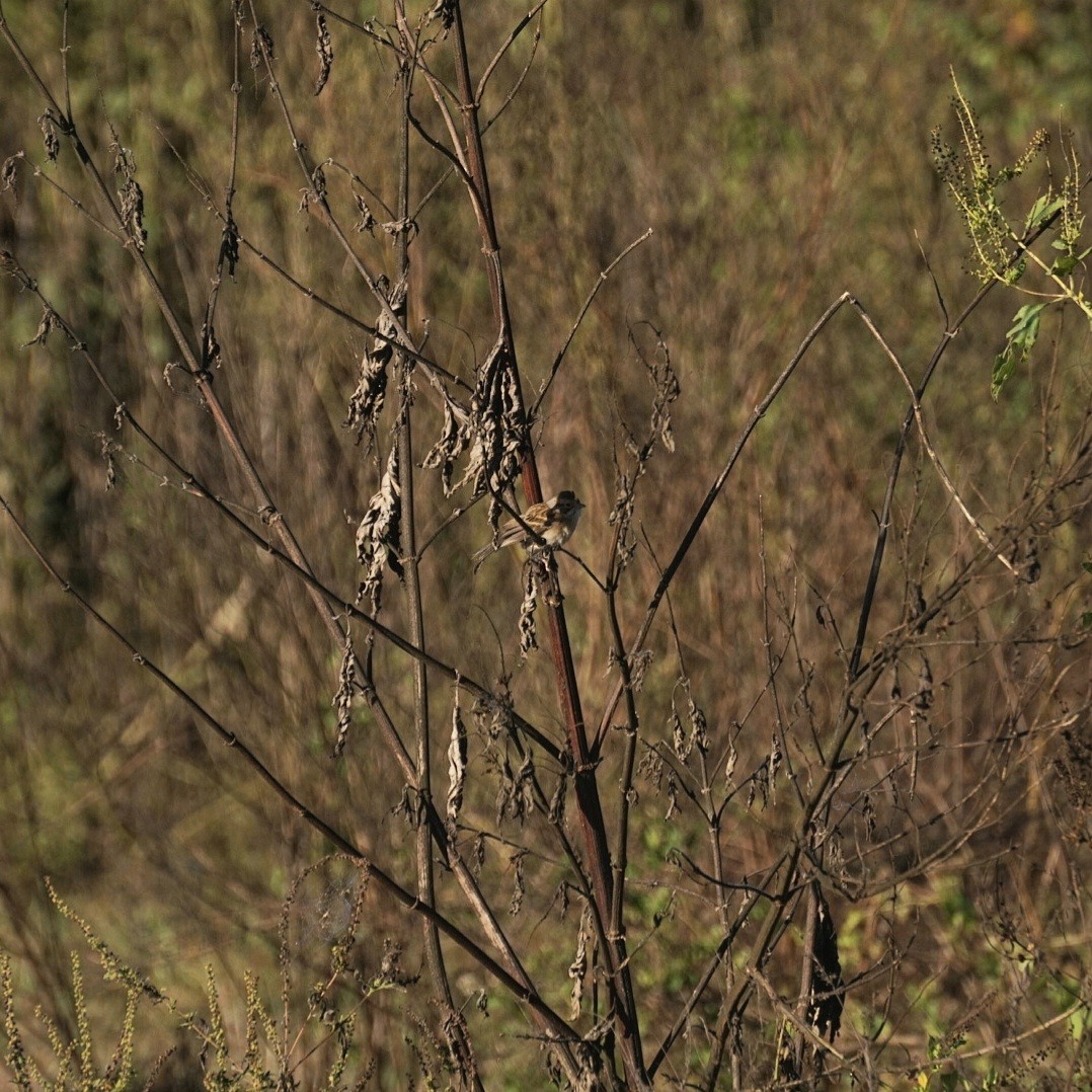 Clay-colored Sparrow - ML646345143