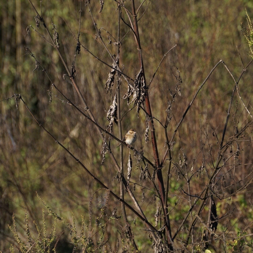Clay-colored Sparrow - ML646345144