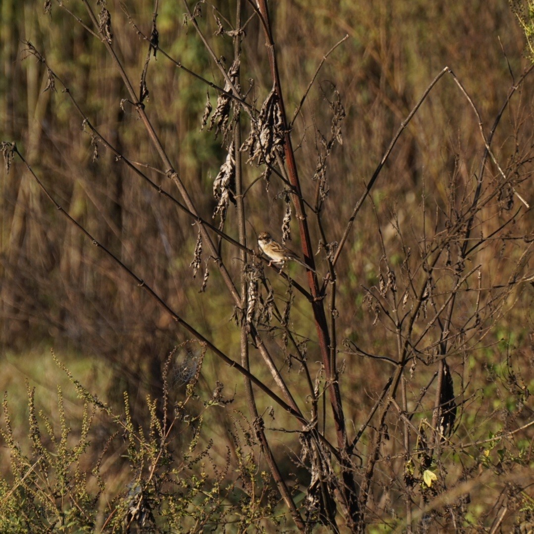Clay-colored Sparrow - ML646345145