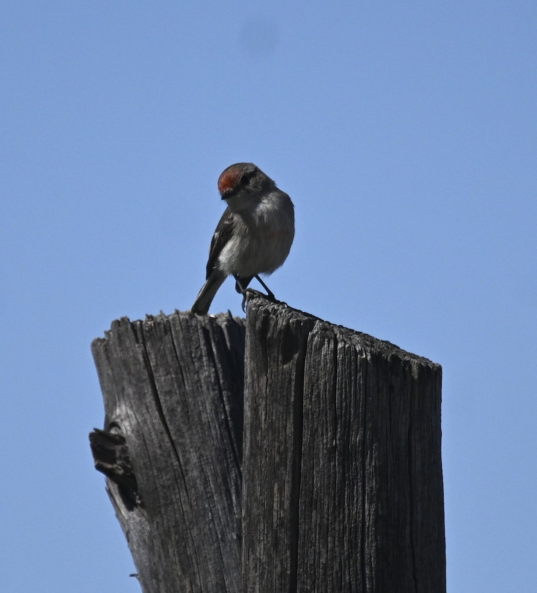 Red-capped Robin - ML646345146