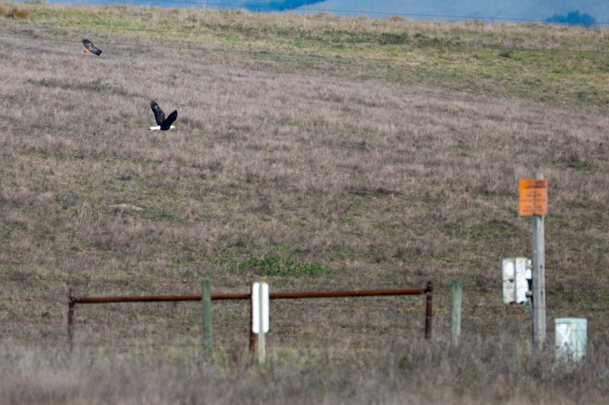 Bald Eagle - ML646345147