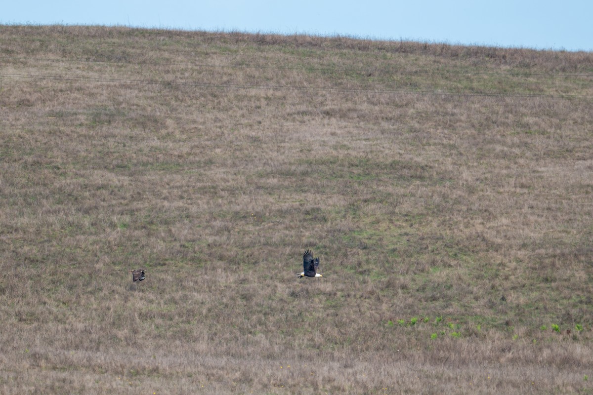 Bald Eagle - ML646345148