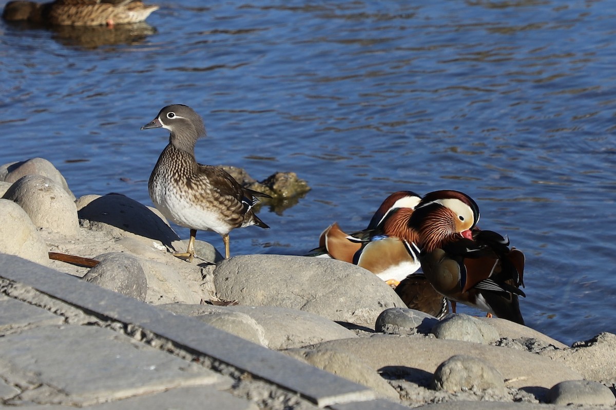 Mandarin Duck - ML646345149