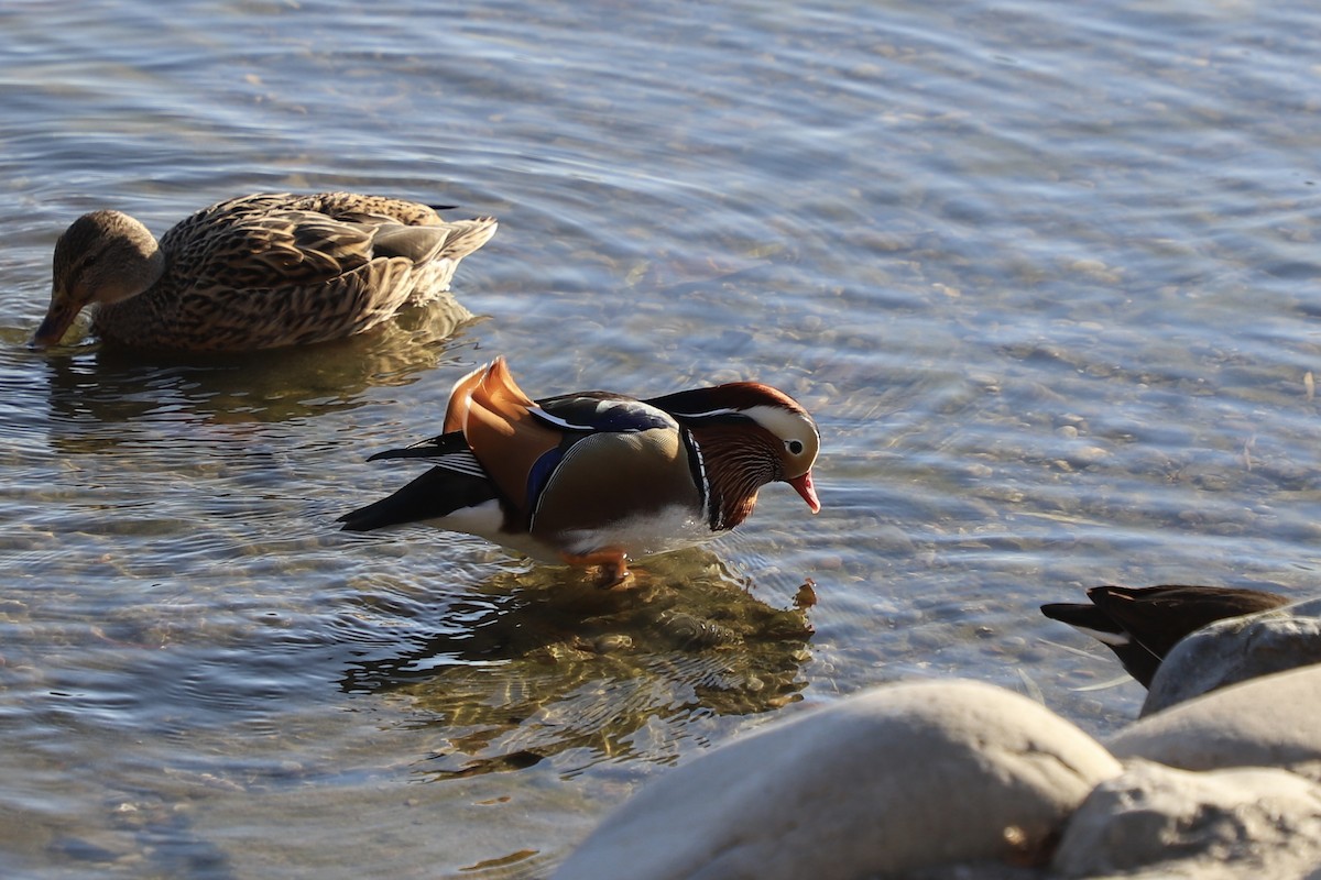 Mandarin Duck - ML646345150