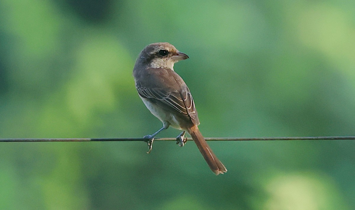 Averla bruna - ML646345155