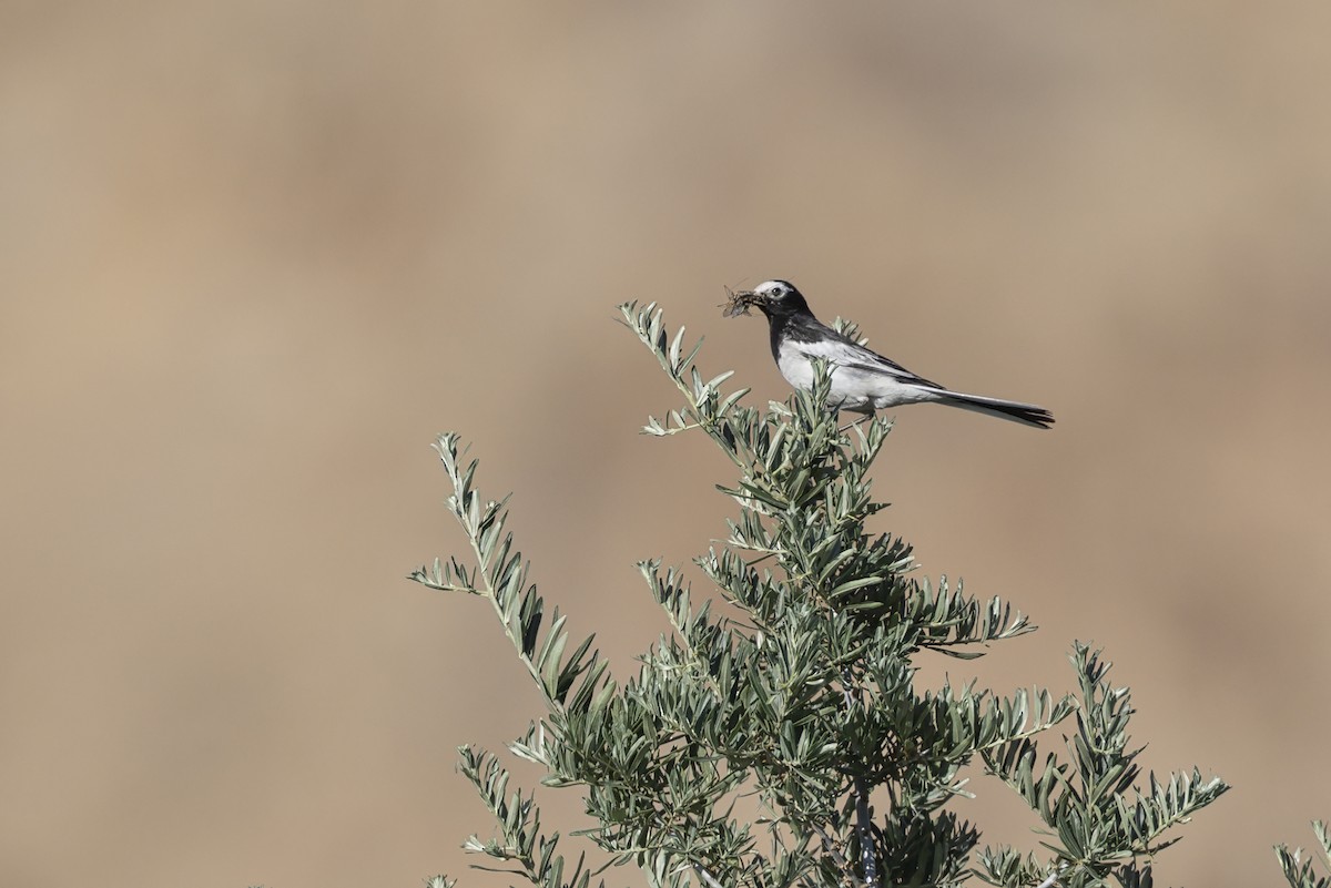 Ballerina bianca - ML646345156