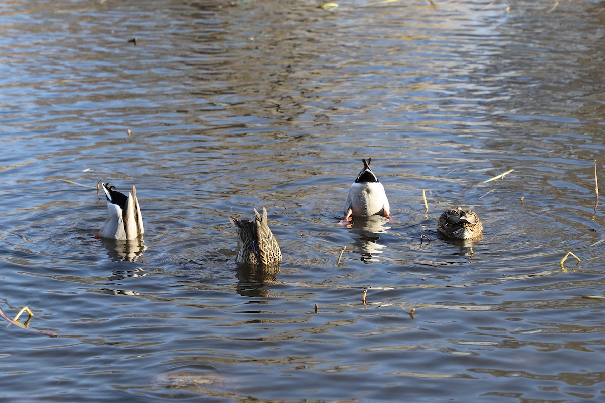 kachna divoká - ML646345157