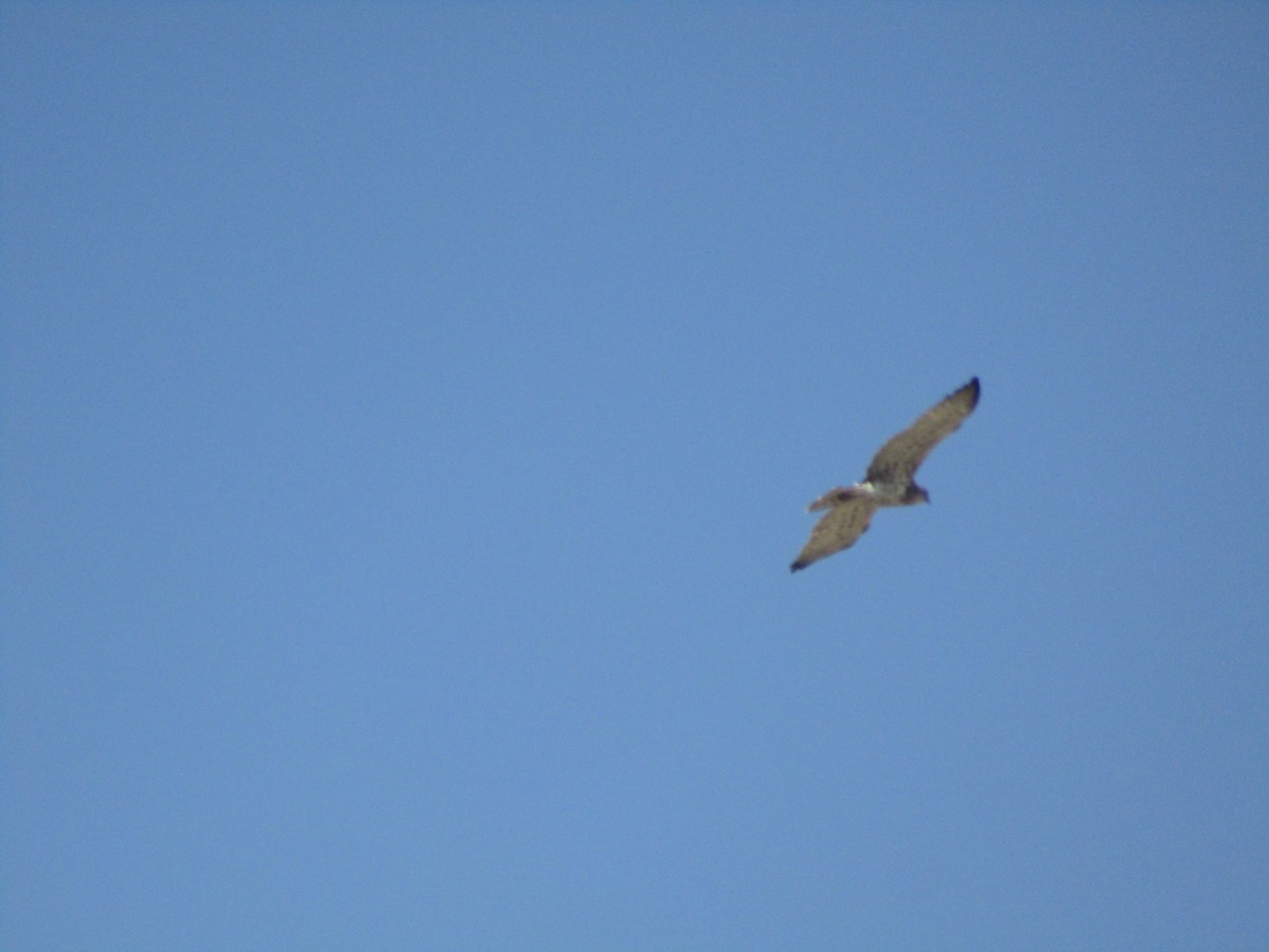 Sugezale eurasiarra - ML646345159