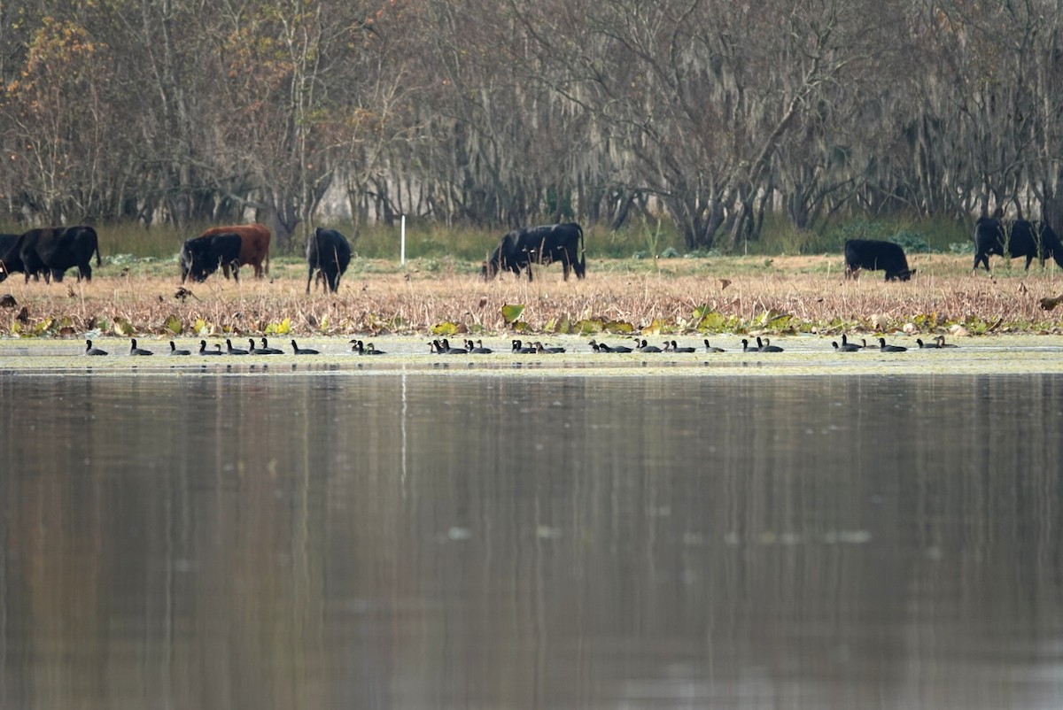 Pied-billed Grebe - ML646345161