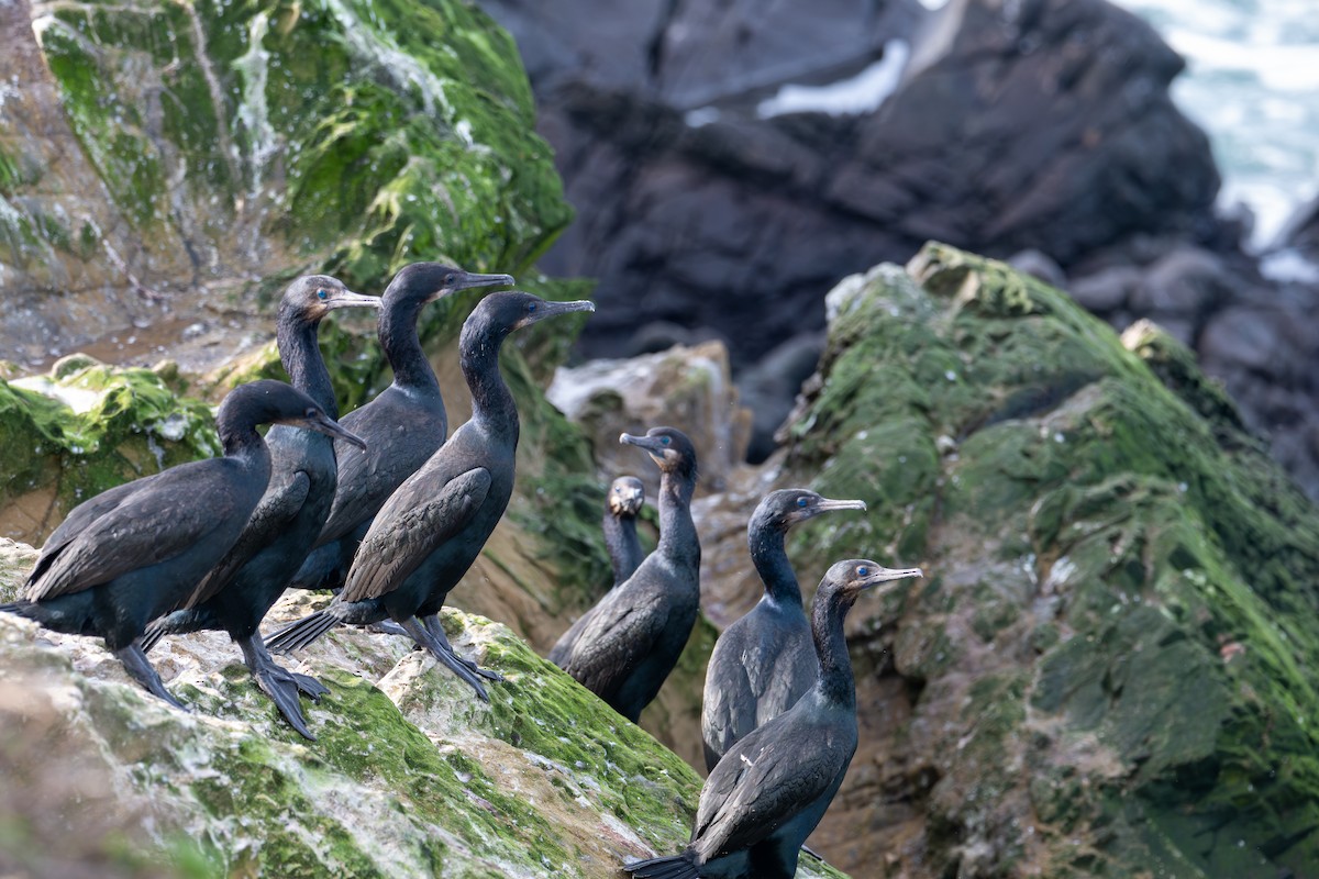 Brandt's Cormorant - ML646345162