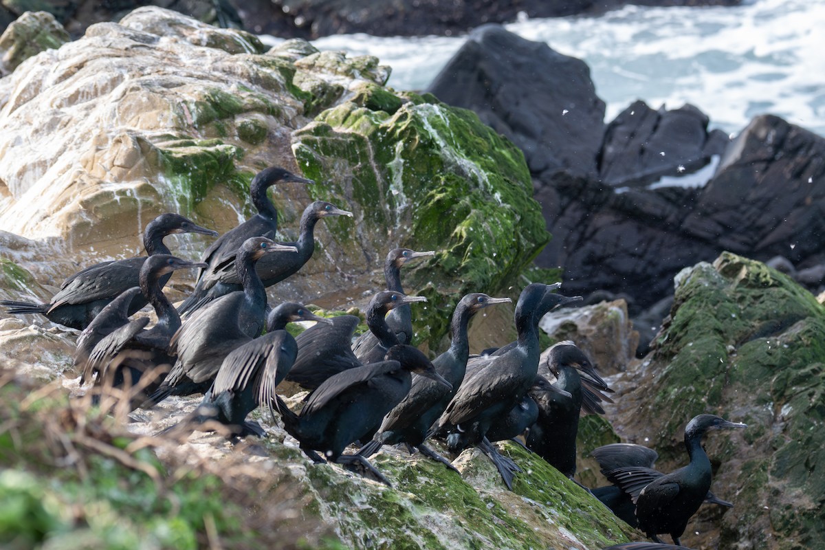 Brandt's Cormorant - ML646345163