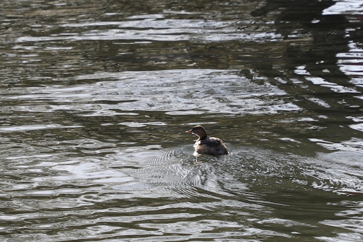 potápka malá - ML646345165