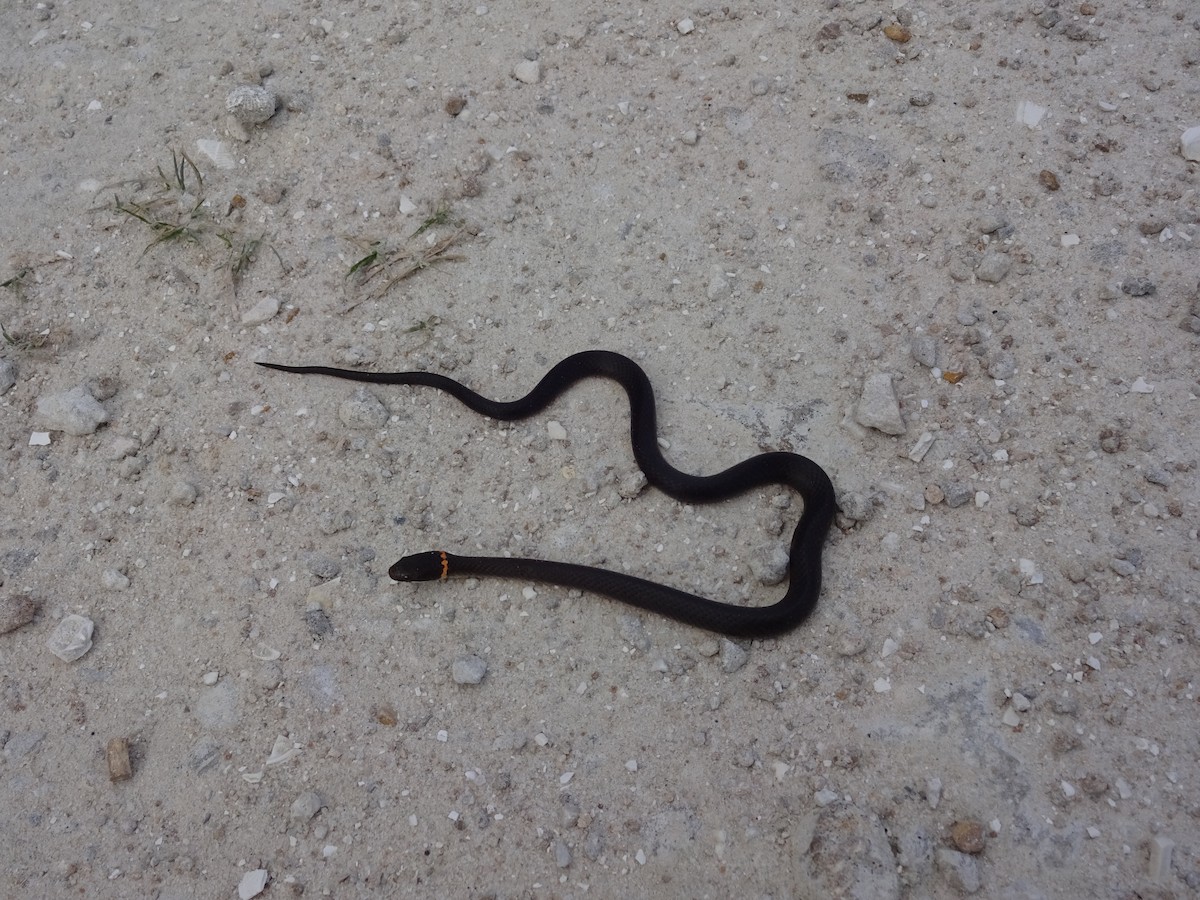 Animals - ML646345171